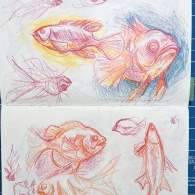 Photo of a paper notebook with white pages, with colored pencil sketches of different types of fishes.