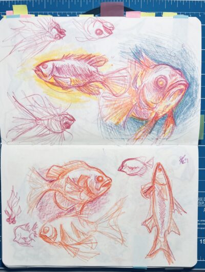 Photo of a paper notebook with white pages, with colored pencil sketches of different types of fishes.