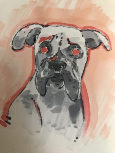 Portrait of a boxer dog, made with gray and red markers on white paper.