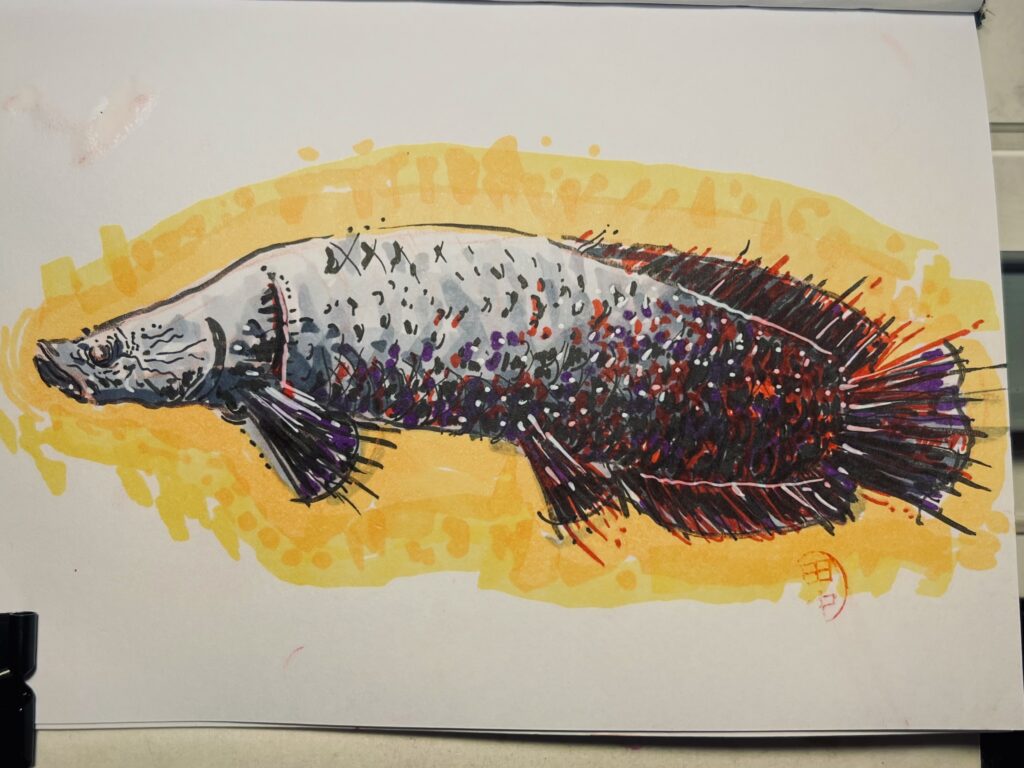 sketch of a pirarucu fish, made with markers in shades of gray, ochre and red, using irregular strokes and ink blots, against a background of yellow tones.