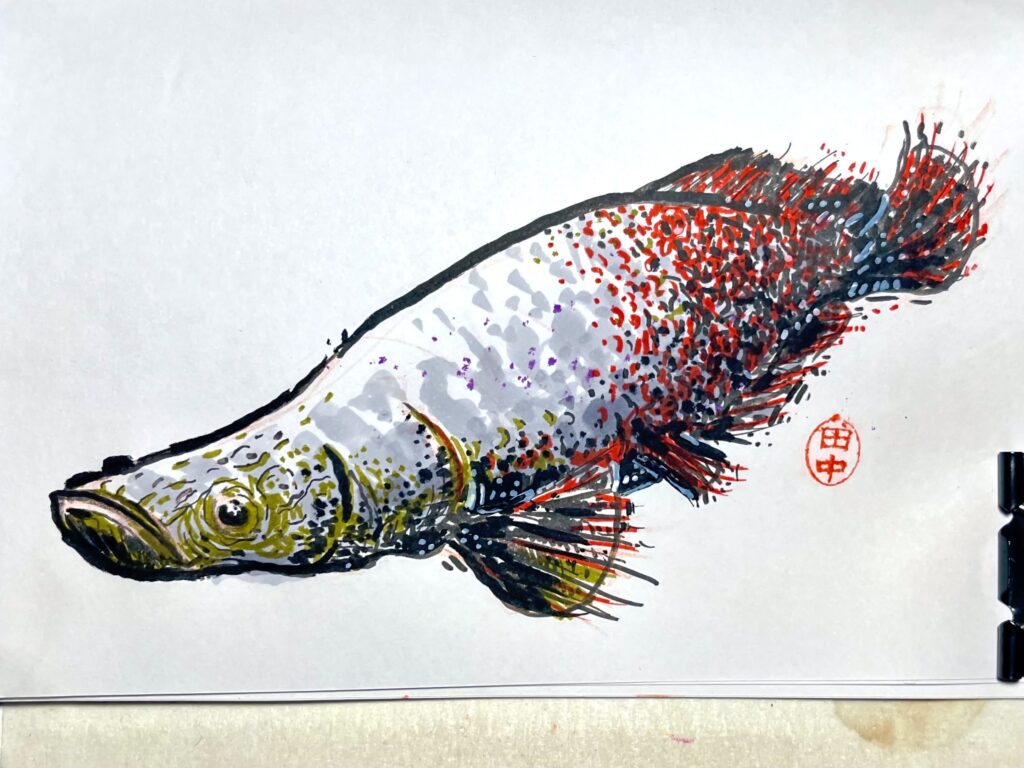 sketch of a pirarucu fish, made with markers in shades of gray, ochre and red, using irregular strokes and ink blots.