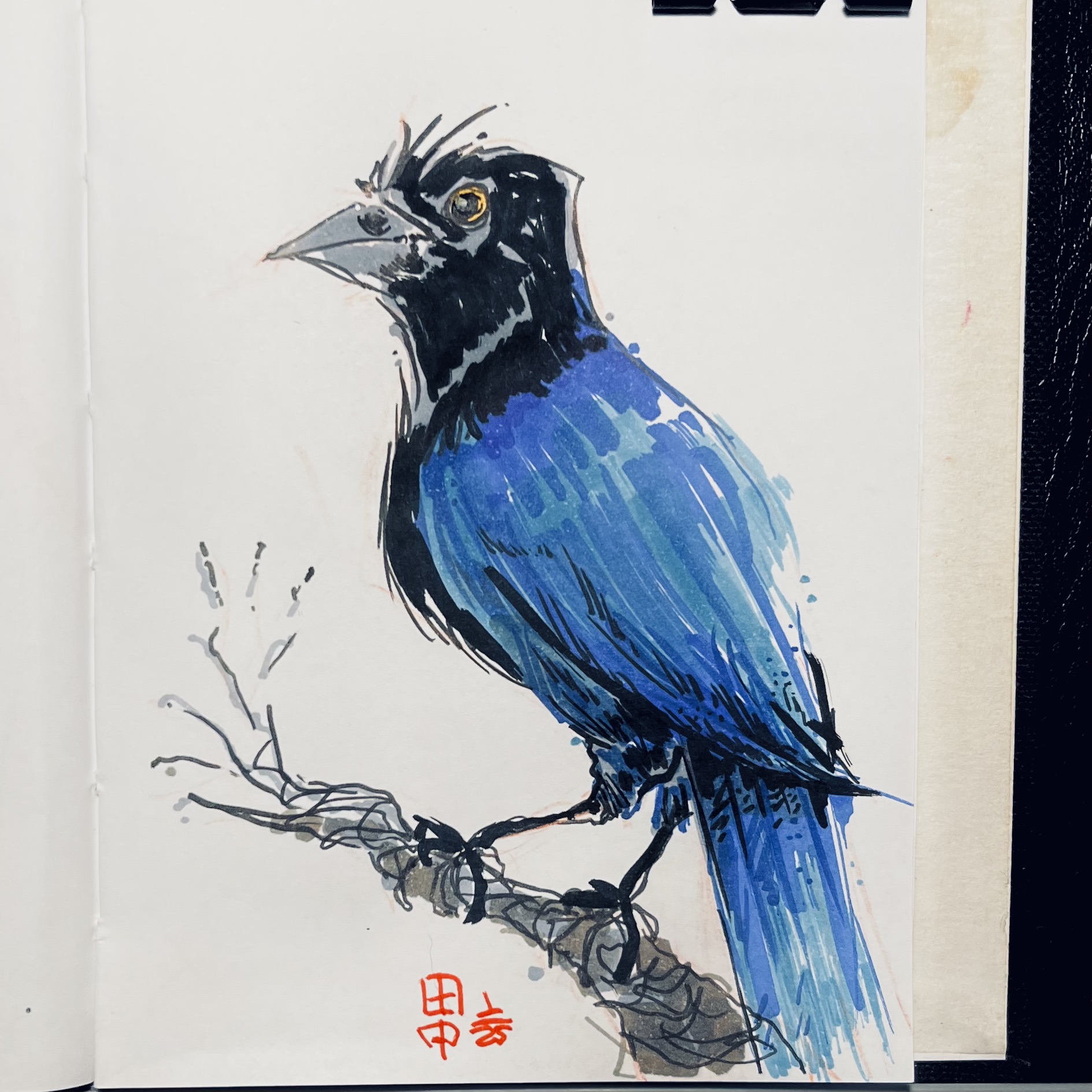 Sketch of a blue jay, made with markers, using shades of blue and black, with smudges and irregular strokes.